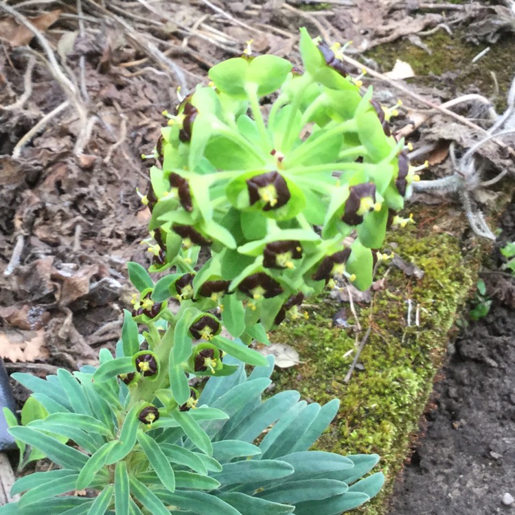 Plant image Euphorbia characias 'Black Pearl'