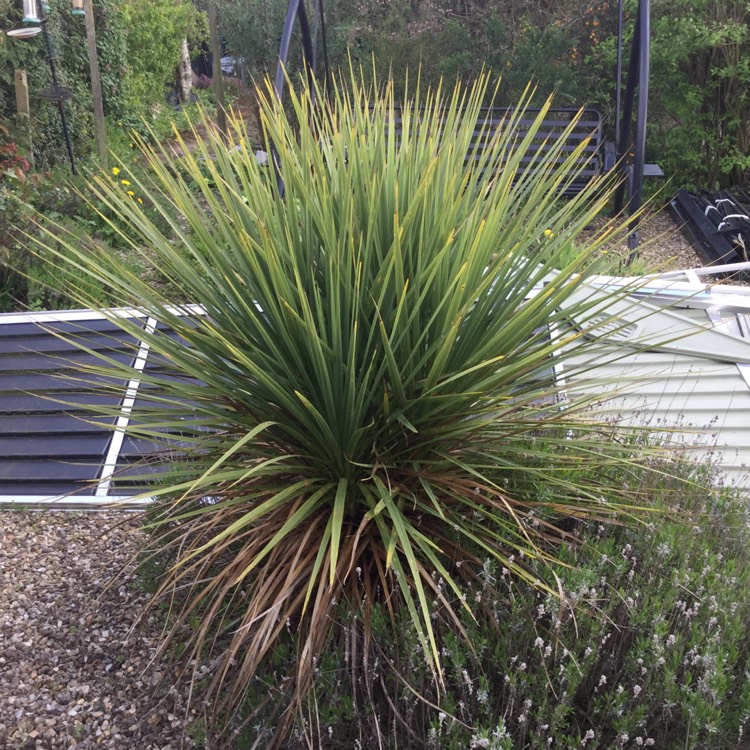 plant image 680523