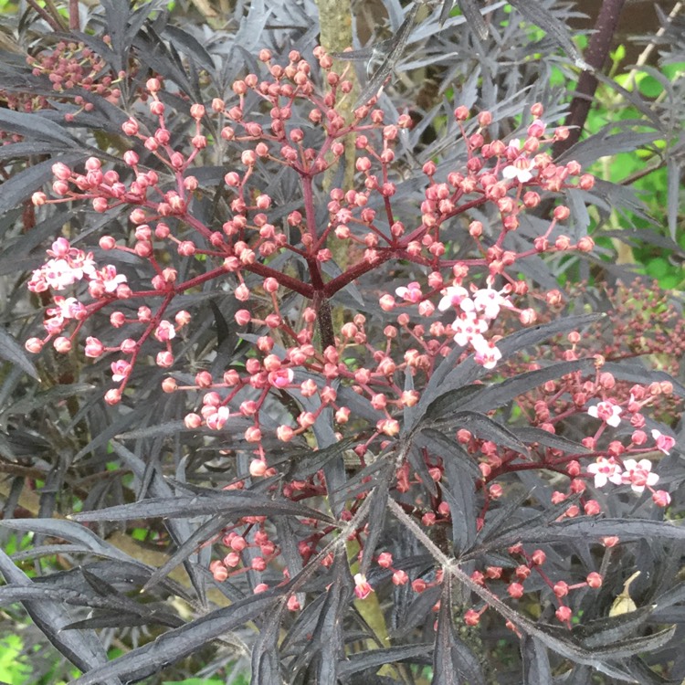 Plant image Acer Palmatum 'Nigrum'