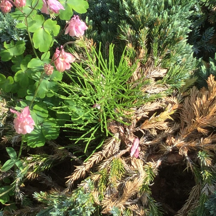 Plant image Equisetum arvense