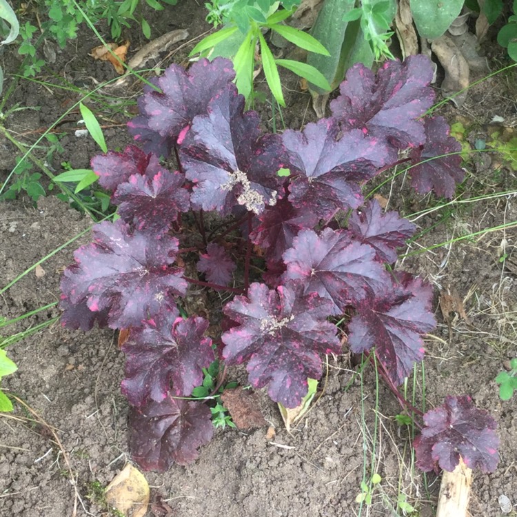 plant image 734631
