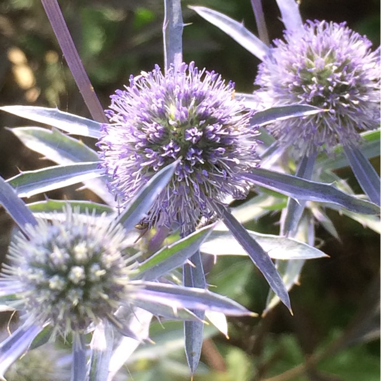 Plant image Eryngium planum 'Blue Hobbit'