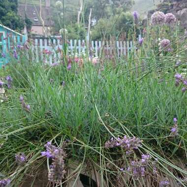 Lavender