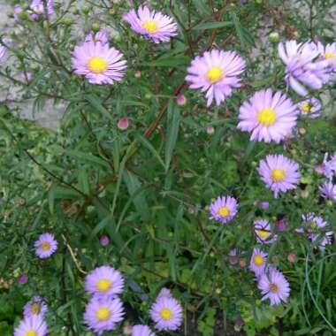 Alpine aster 'Dark Beauty'