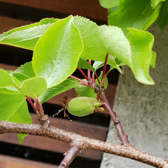 plant image 1056699