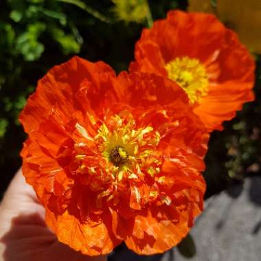 Papaver alpinum