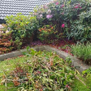 Rhododendron  (Rhododendron Varieties)