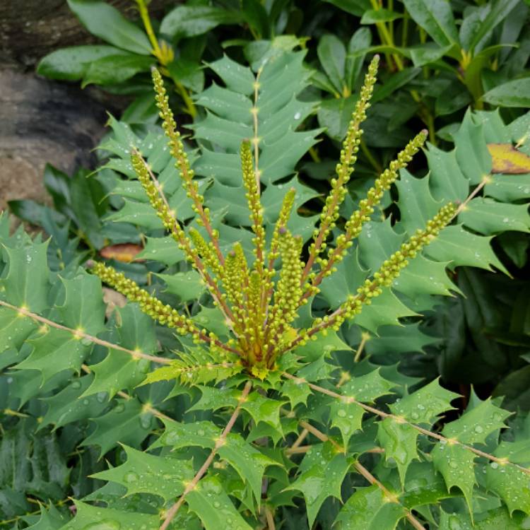 plant image 1186972 plant image 1186972