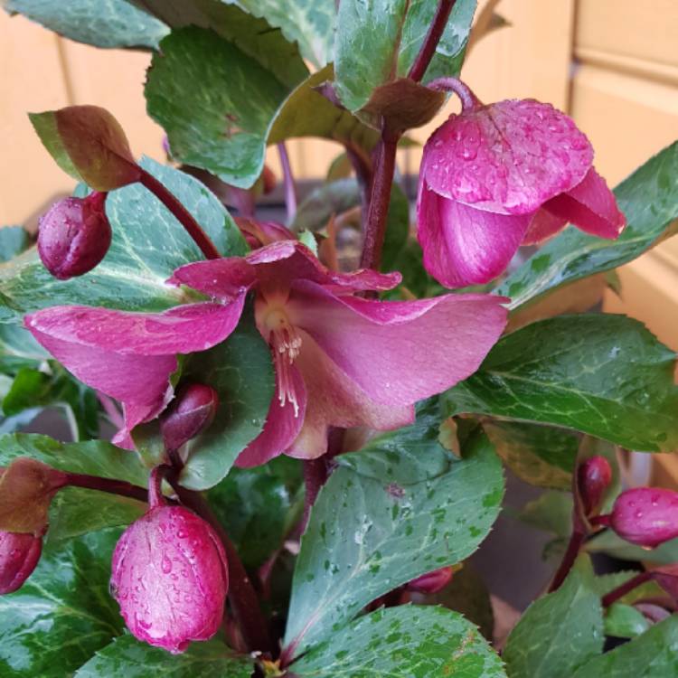 plant image 1220637
