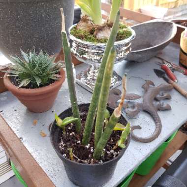Sansevieria cylindrica