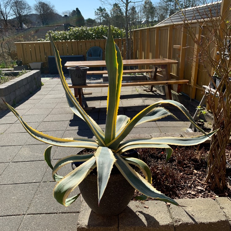 plant image 1273158 plant image 1273158