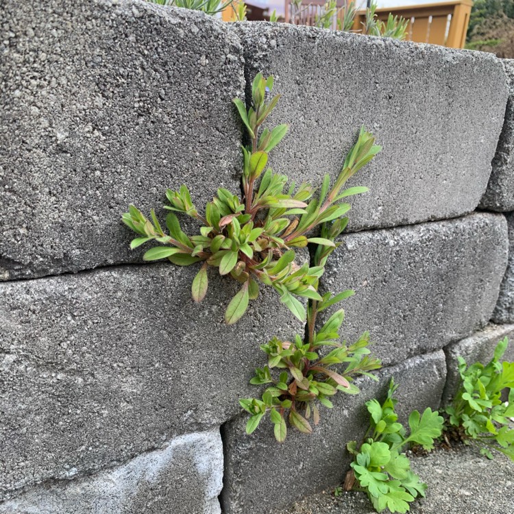 Plant image Myosotis alpestris