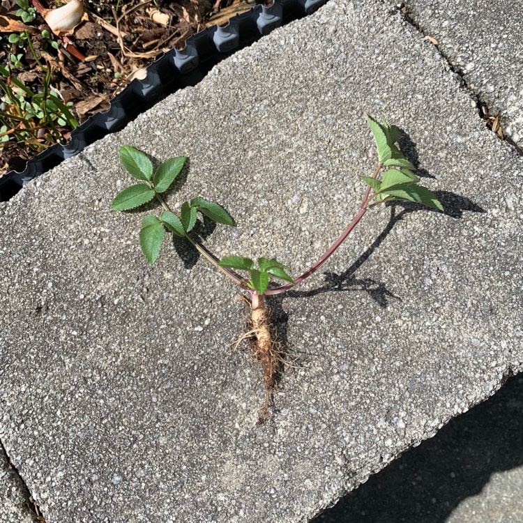Plant image Aegopodium podagraria