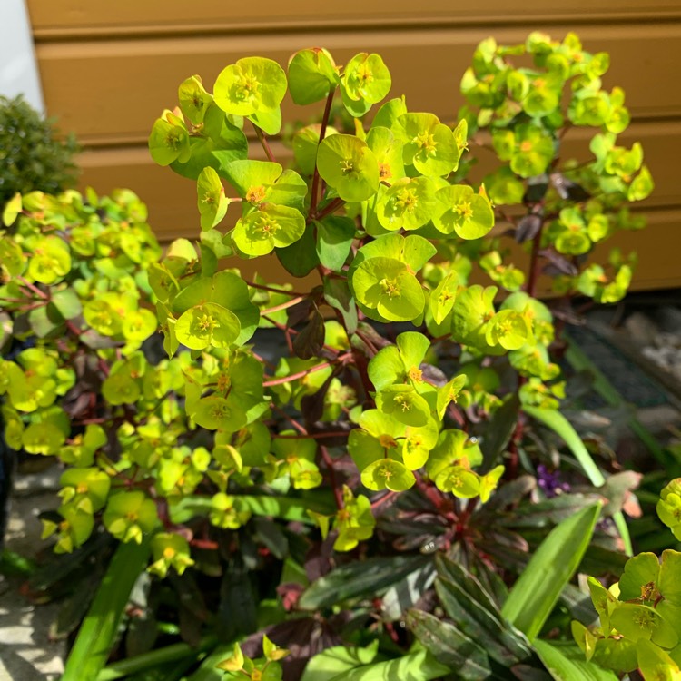 Plant image Euphorbia cyparissias 'Fen's Ruby'