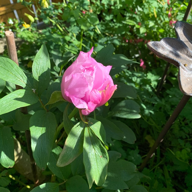 plant image 1324923