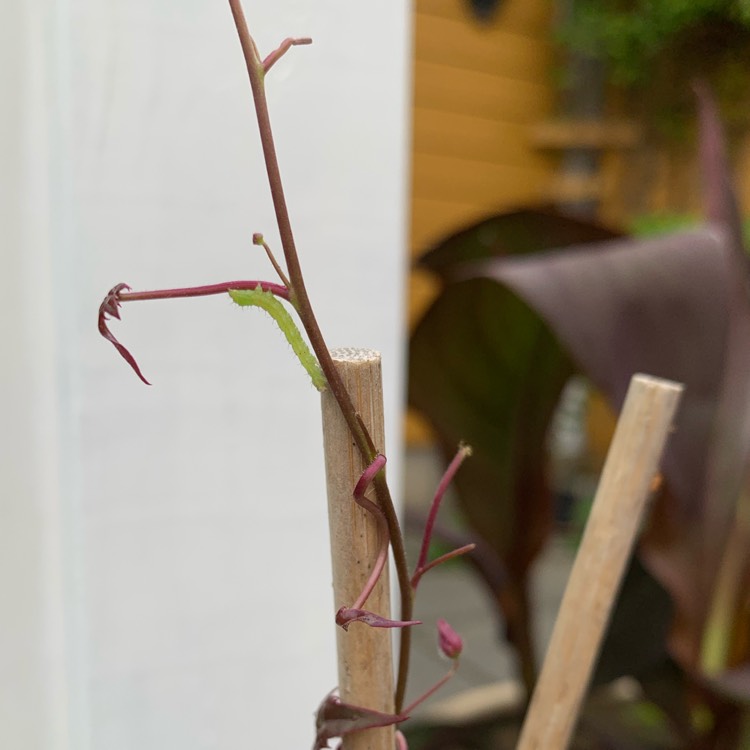 plant image 1345860