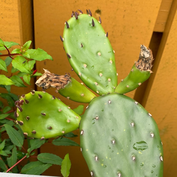 plant image 1359888