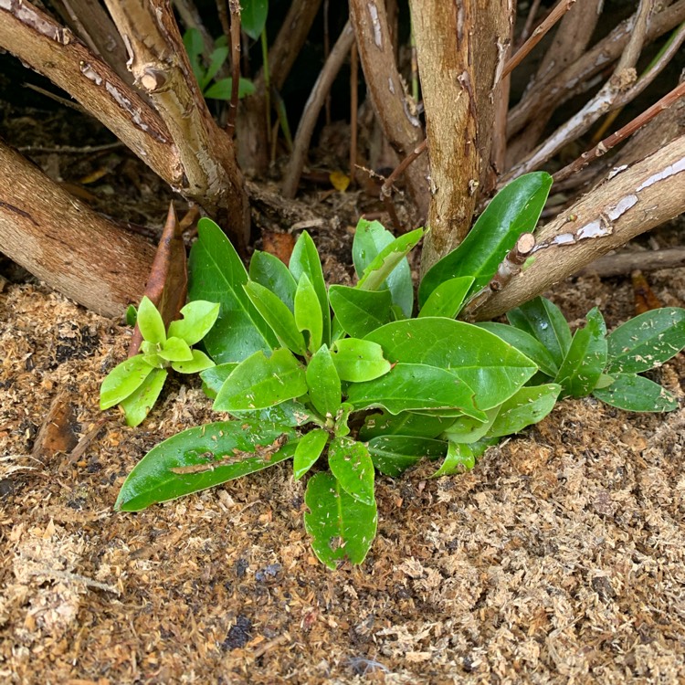 plant image 1359935 plant image 1359935