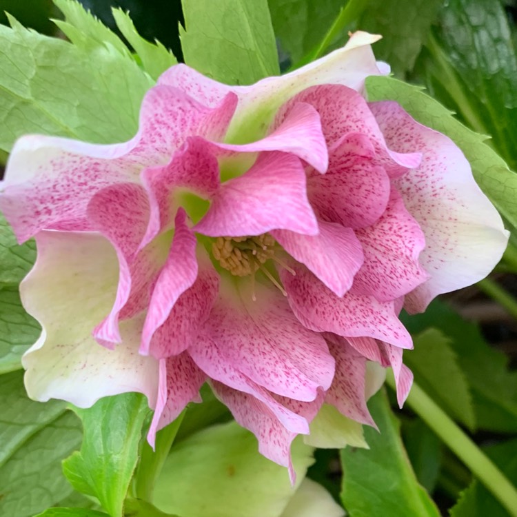 plant image 1385785 plant image 1385785