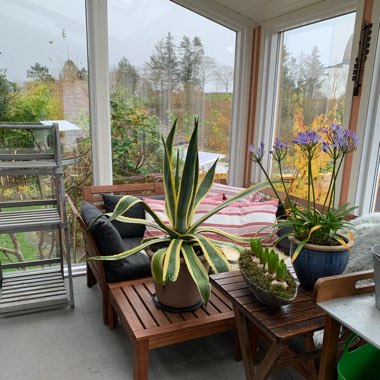 Agave Americana
