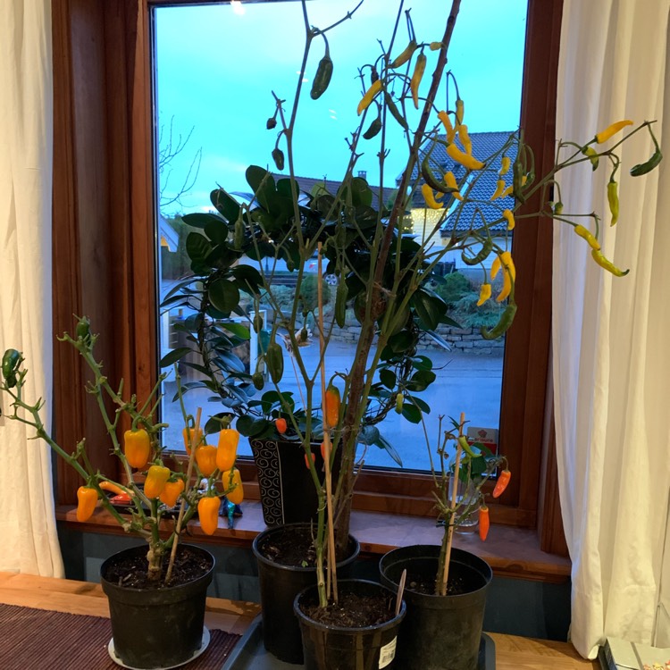 plant image 1421438