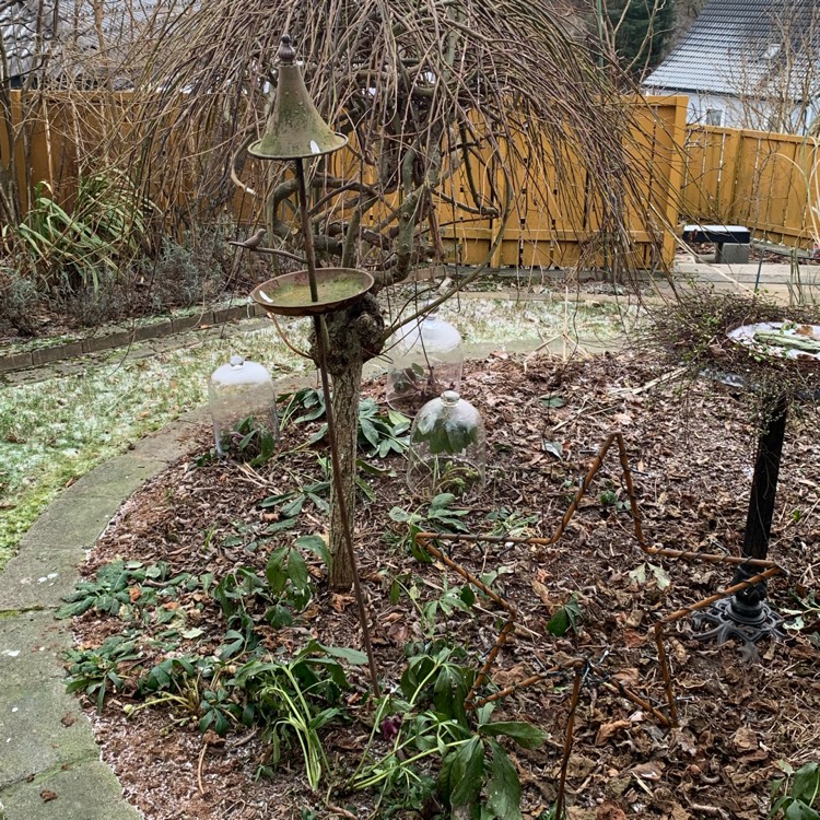 plant image 1431546