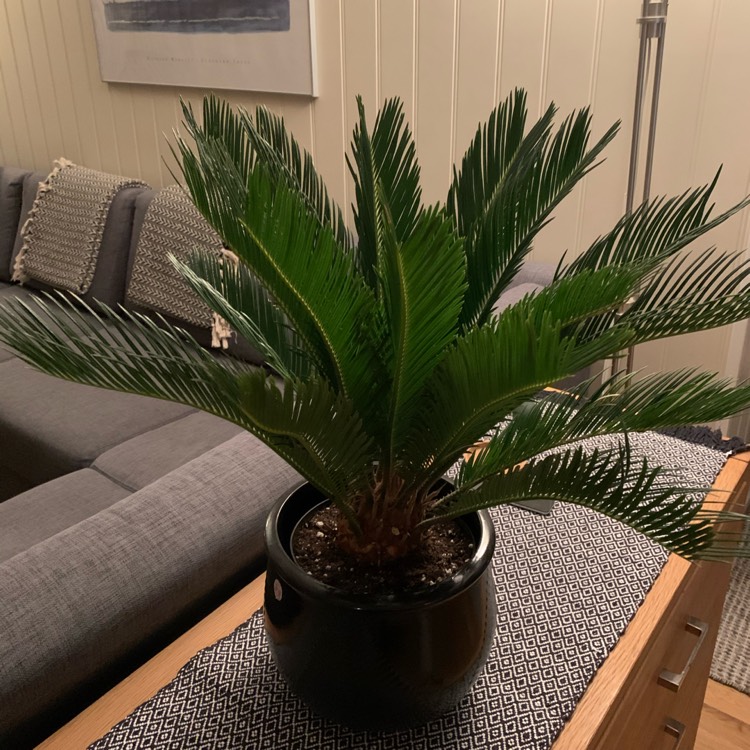 plant image 1441022