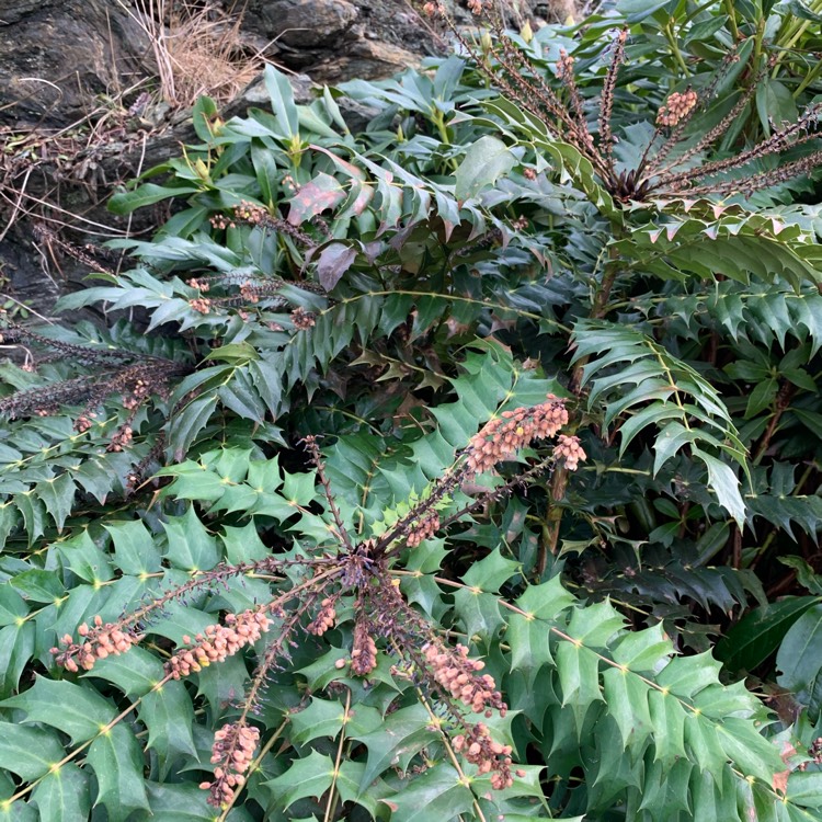 plant image 1442619 plant image 1442619