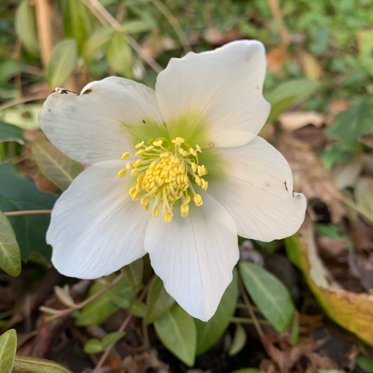 plant image 1445952 plant image 1445952
