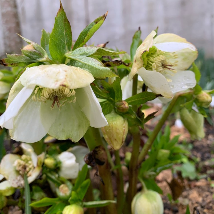 plant image 1453693