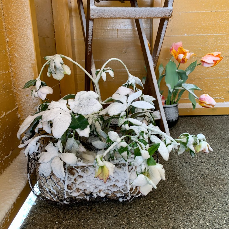 plant image 1459506