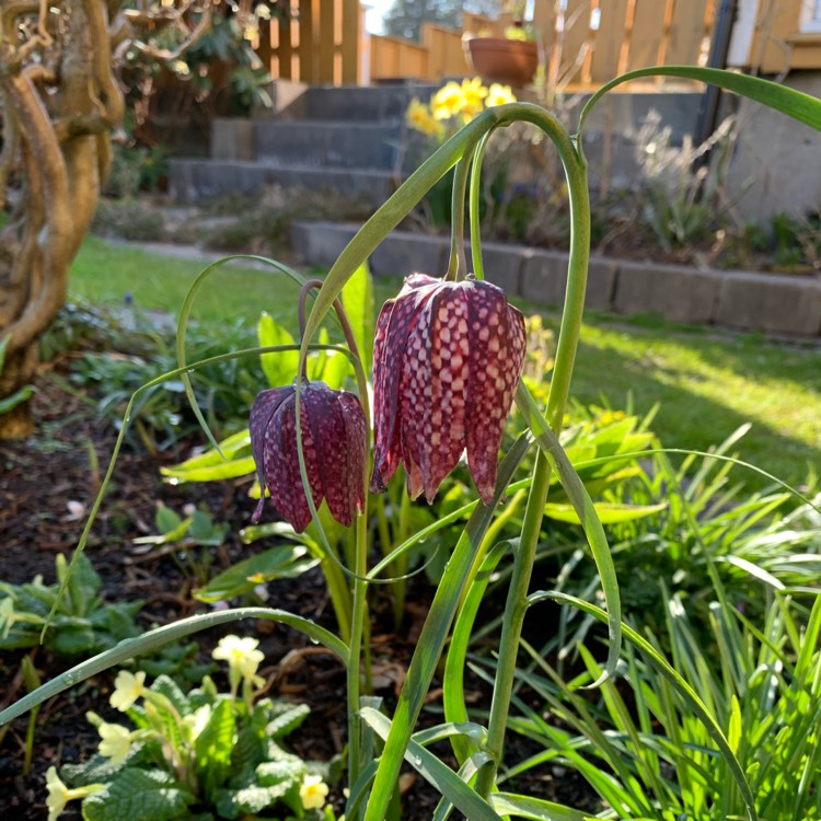 plant image 1469714 plant image 1469714