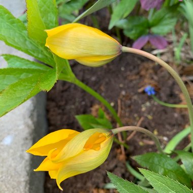 Tulipa sylvestris