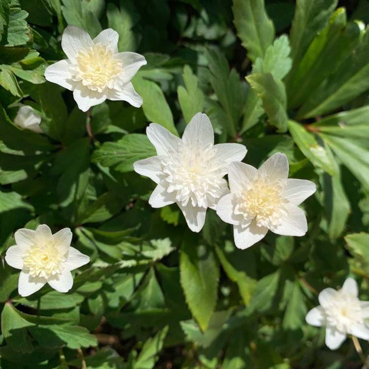 Plant image Anemone nemorosa 'Vestal'