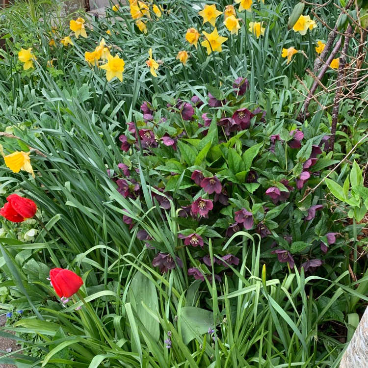 plant image 1479746