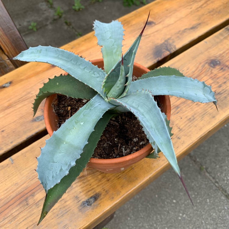 plant image 1490666 plant image 1490666