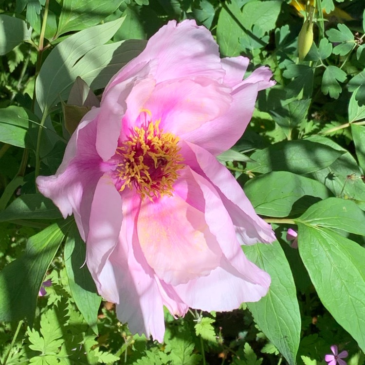plant image 1497633