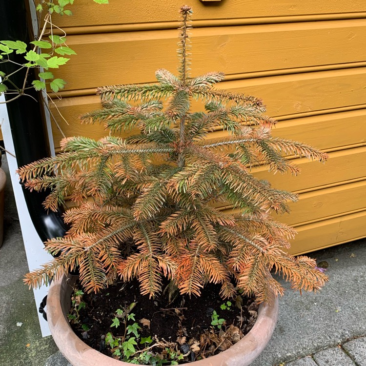 plant image 1498586