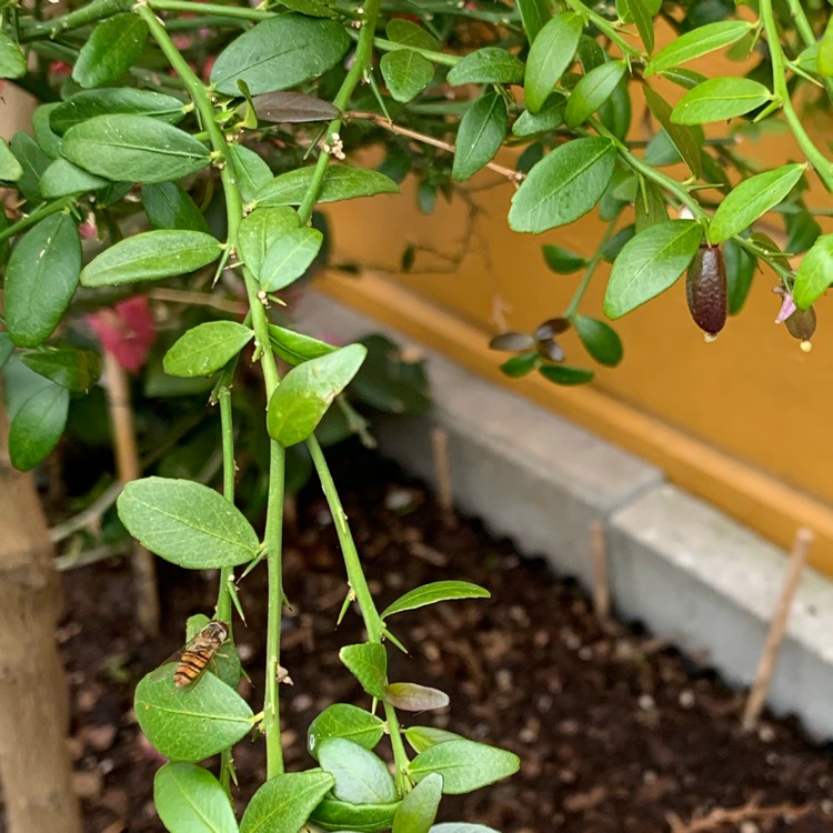 Plant image Microcitrus australasica