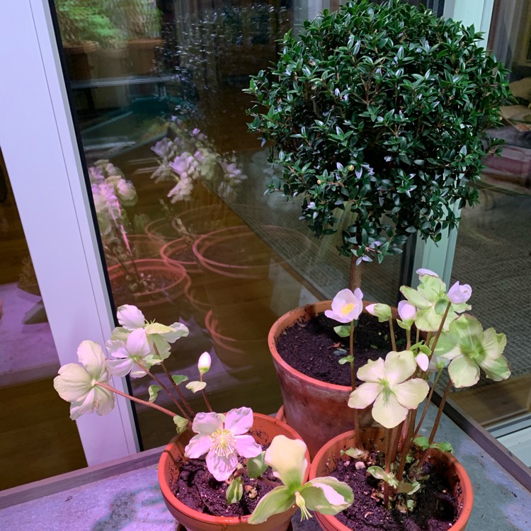 plant image 1555885 plant image 1555885