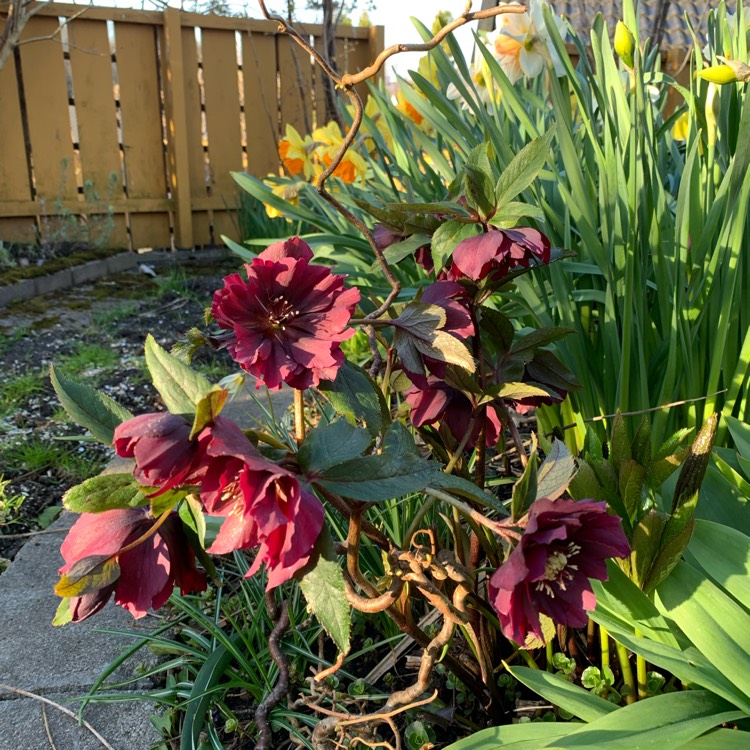plant image 1576932