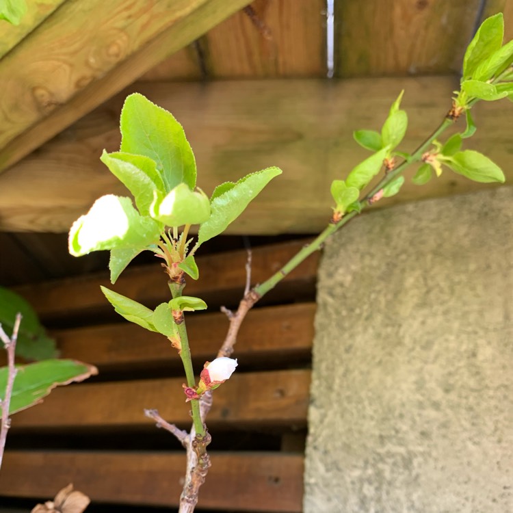 plant image 1581721