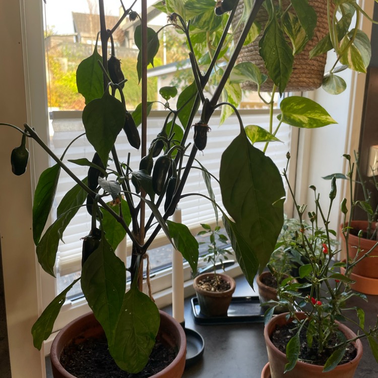 plant image 1635248