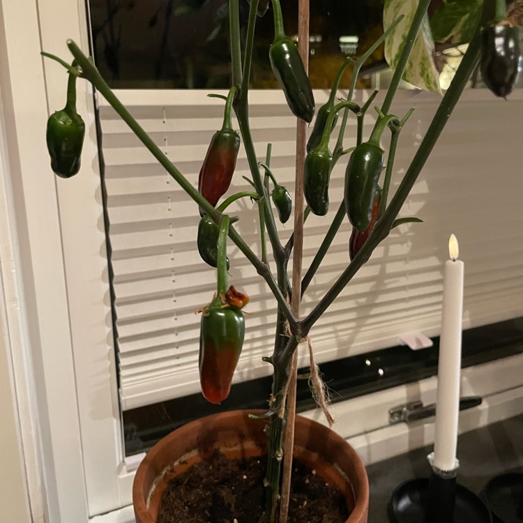 plant image 1638691