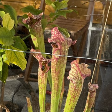 Pitcher Plant