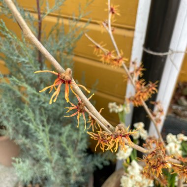 Witch Hazel