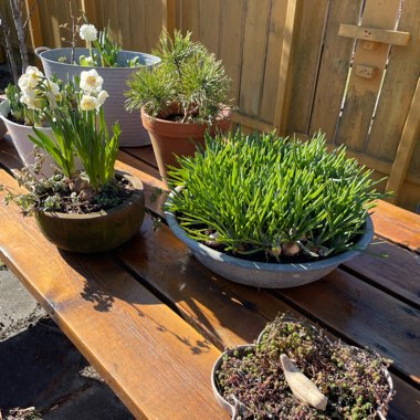 Mona's garden
