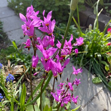 Shooting Star Red Wings