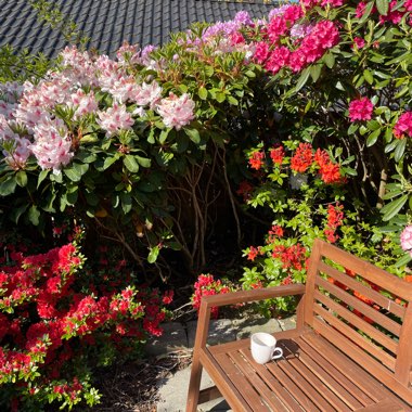 Rhododendron
