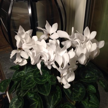 Cyclamen persicum